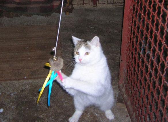 kot10.jpg