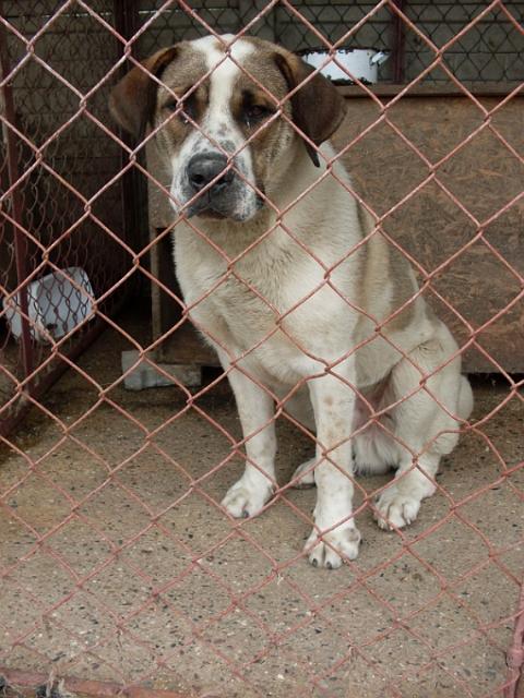Benek.jpg - Benek - large dog. Young and serene. An effective alarm when somebody approaches to the gates of the shelter. He is around 3 years old. In our care since June’09. Benek needs plenty of space for running, so a home with a large yard would be ideal for him.