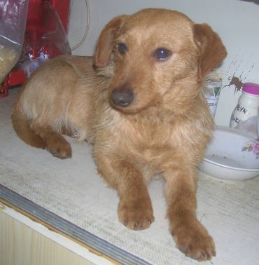Bezowy.jpg - BEŻOWY - very soft and calm. He was found on a housing estate lying in the snow, during hard frost. He was abandoned, and earlier had been beaten as was evident with the amount of bruises. Now he is well and is waiting for a new friend to take him home.