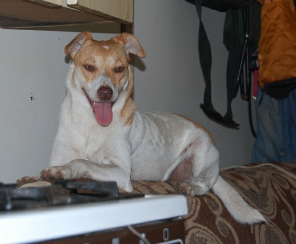 Blada.jpg - BLADA - A young bitch. She likes to run and lie in sofa