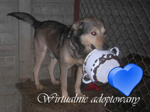 Bogus.jpg - BOGUŚ - when he is hungry, he will let you know about it in no uncertain terms.:) He is a smart, soft and cheerful dog. Virtual Protector – Maciej Trzepizur from Lubliniec.