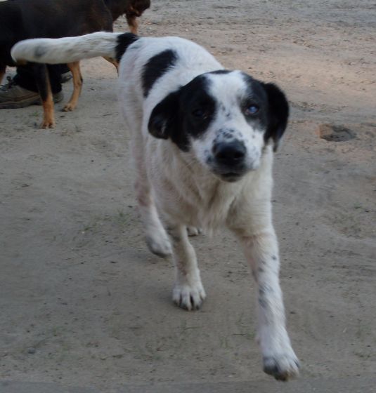 Bolek..jpg - BOLEK - this lovely puppy was spotted when he was going along the road in the dark...   He had to come off from the leash, because a part of it was still attached to his collar. Bolek is EXCEPTIONALLY friendly and cheerful. Not long ago he had a problem with the back paw (probably as a result of paresis; he  drags his paw a little) – we’re currently raising money formedical treatment and  eventual operation.
