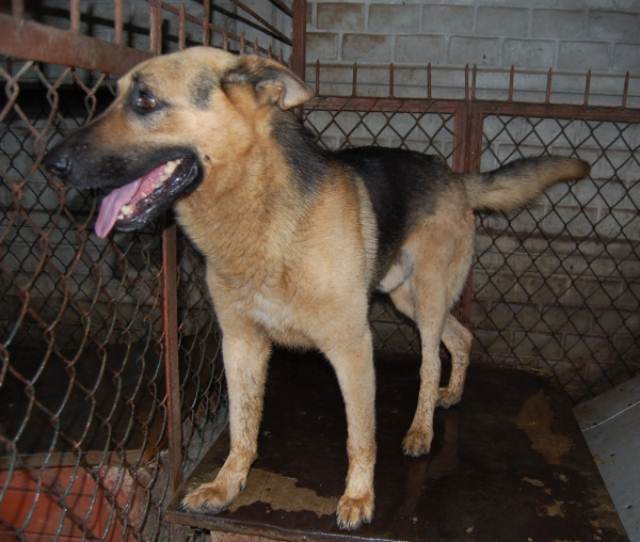 Borys.jpg - BORYS - similar to German Shepherd. He is young and needs a lot of exercise.