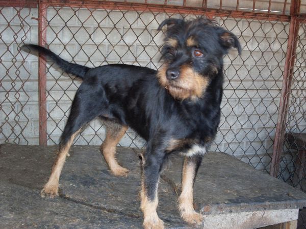 Derba.jpg - DERBA - young, middle size bitch. She likes movement, is friendly andsoft. She was abandoned. Derba is well cared for – she has beautiful shiny coat.She is looking for a new protector… - we are confident and hopeful
