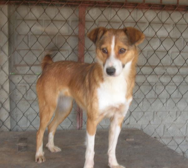 Diana_Ruda.jpg - Diana (mała) – vigorous individualist. She is a nice dog, and sometimes like to dig. She is young. We especially recommend her for adoption.