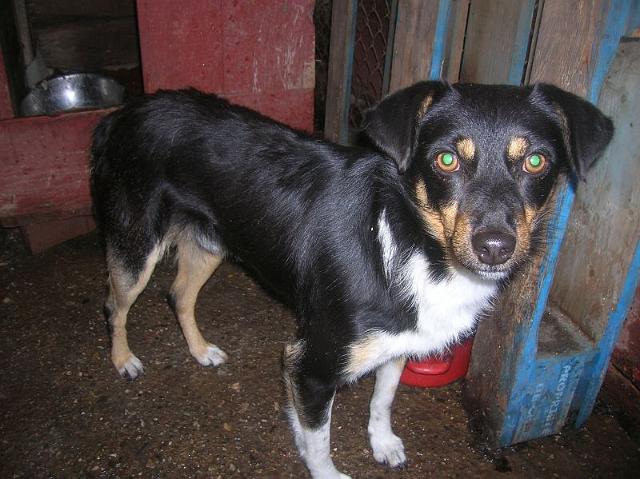 Dino.jpg - DINO - young, keen-nosed dog with nice hair.:) He is kind to both people and animals. We encourage you to meet Dino personally…:)