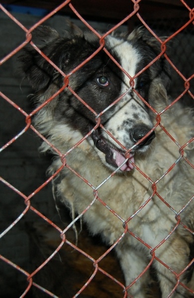 Dolly.jpg - DOLLY – quiet, large bitch, who arrived in July. She was very hungry and tired. She has problems with her back paw, and has a limp – probably it was broken and didn’t heal properly. We collect money for her treatment.Dolly is still distrustful and nervous and she needs some sense of security and  stability.