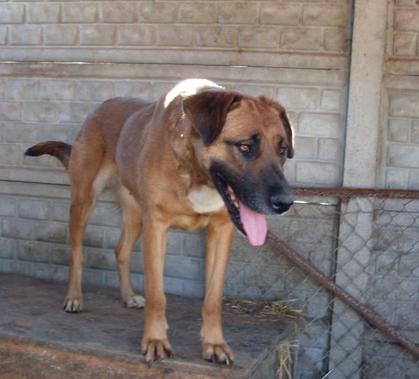 Duza_Berta.jpg - DUŻA BERTA - beautiful, young bitch. She is big and needs room to run.In Asylum she stays in the biggest box, but still she gets impatient and bites the fence. She has an expressive nature. :)