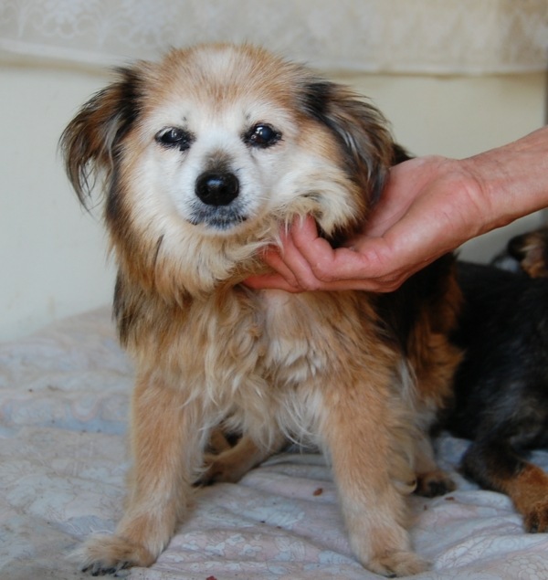 Emilka.jpg - Emilka - older bitch found in the forest. As usual, someone getting rid of an ‘inconvenience’. Emilka has 2 big tumours on her belly (which make walking difficult). We collect money for her operation. Emilka has a very placid temperament. In her old age a real home would be ideal.