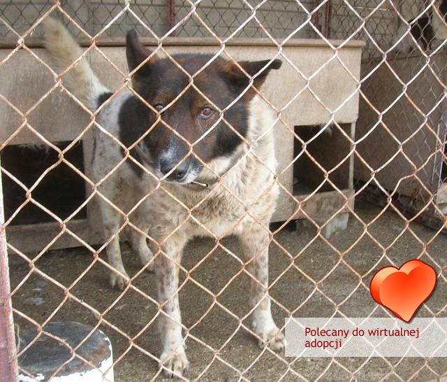 Finek.jpg - FINEK - dog which has been with us for some time. He is set in his habits, like a confirmed bachelor, so we highly recommend him for virtual adoption.