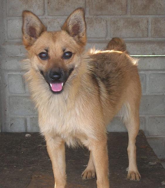 Foksi.jpg - FOKSI - cheerful medium-sized bitch. She is a little nervous from sitting in her kennel. She is desperate for a run in the woods. She needs a little TLC from her new protector. She is very friendly, and likely to win the heart of her new owner.:)