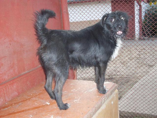 Gaba.jpg - GABA - young, friendly medium-sized dog. She was abandoned. In our shelter since August’09.