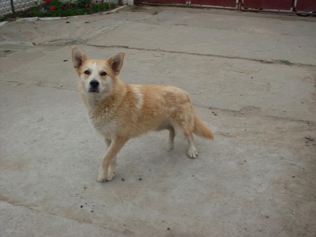 Hari.jpg - Hari – young keen-nosed bitch, which was abandoned ruthlessly, and lefthungry on Kopernik housing estate. She waits for a responsible owner andreal friend…