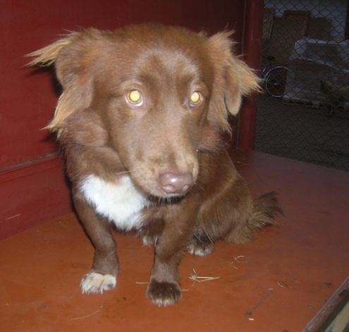Jakobs.jpg - JAKOBS - In our care since the Christmas 2008. At first he was very scared. He how has a lot of self-confidence. He is vigorous and needs a lot of exercise, so sitting in a box is not good for him. He has become impatient and a little nervous.