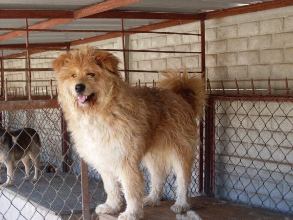 Juzak.jpg - JUŻAK - found in the forest near Asylum, He is a beautiful, big andYoung dog. We called him JUŻAK, because he reminds us of this breed of  dog– he is a big and silky, and always has a smile.:) He is friendly and soft. Due to his size he needs a lot of space. He will be good and loyal friend.