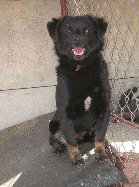 Karbon.jpg - KARBON - so named because of his the blackness of his coat. He is cheerful and vigorous.He is a few years old.