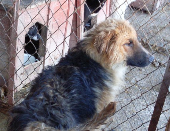 Kudlaty.jpg - KUDŁATY - very vigorous, young dog, who likes motion and fresh air. He is smart and cheerful. It is very difficult to take him a picture because he never keeps still long enough.:) He is soft and very friendly, and we highly recommend him for adoption  - he will bring a lot of joy.:)