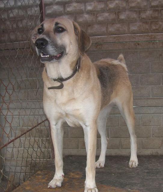Lady.jpg - LADY - she is extremely soft and friendly. She is very calm and good-tempered. She was taken back from the people who were not able to take care of properly. She is quite young – and is only a few years old.
