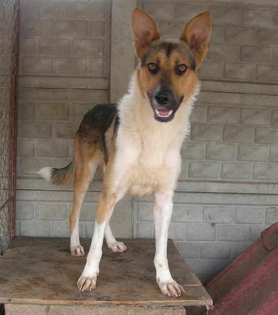 Lessi.jpg - LESSI - she looks like collie (with short hair). She was tied up to the gate of the shelter 3 days before the end of 2007 – she was horribly gaunt and scared… Lessi has become lovely, but is still distrustful. She needs a lot of patience.