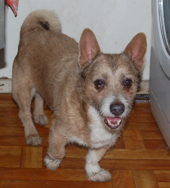 Lord.jpg - LORD- came to us because the owner had to go to England. He has missed his owner for several days. But now is more cheerful and has become more social. He is tame. He is several years old.