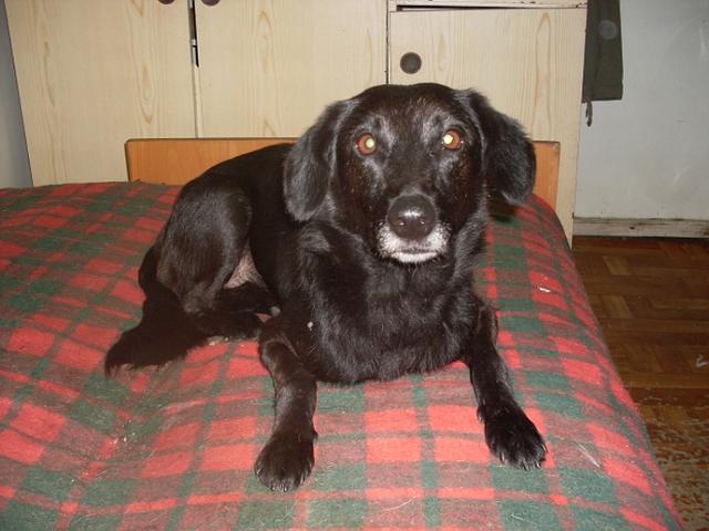 Mika.jpg - Mika – good-tempered, tame. In Asylum since the  middle of August’09.