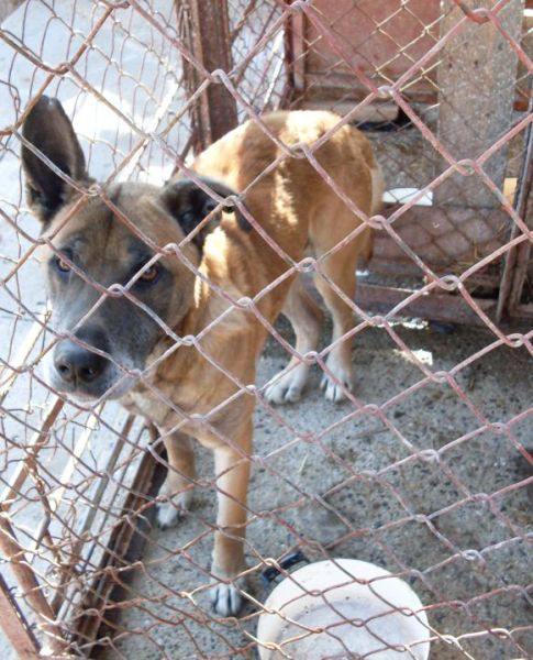 Mis - Ucho.jpg - MIŚ UCHO - was found tied up with wire to the tree, near the cemetery in Glowno. Miś is an older dog – so the owner, treating him an object, must have been bored simply disposed of a problem… Miś is impatient in our kennel, biting the box. He desperately wants to get out of the cage and become somebody’s friend.