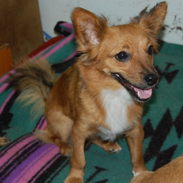 Mucha.jpg - MUCHA- cheerful, vigorous and social. Nice dog which waiting eagerly for her new home. She is very young.