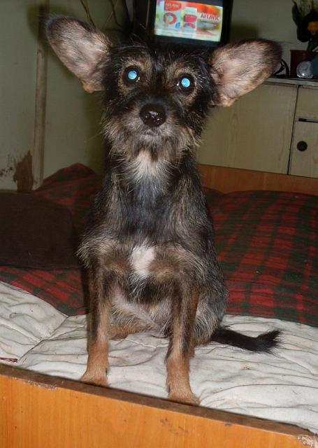 Myszka_uszata.jpg - MYSZKA USZATA- small, cheerful, friendly bitch. She was adopted but was given back. Myszka is very nice and it was not her and was given back for other reasons. She is in the shelter since August’09. She is about 2 years old.