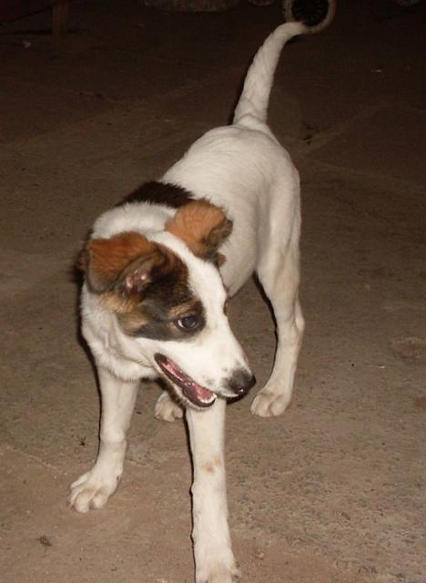 Nero_Laciatek.jpg - NERO Łaciatek – - very young, vigorous and cheerful dog. He likes to play with other dogs and run after the ball. Has been in the shelter since August’09.