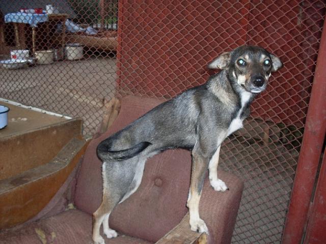 Nika.jpg - NIKA – very young, tame and nice dog. She was found near a shop on Bielawska street. She is recommended for adoption. In our care since August’09.