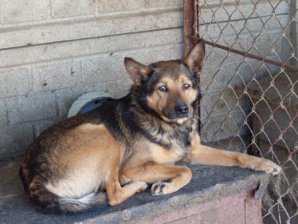 Ramzes.jpg - RAMZES - young, soft and smart dog. With happiness he will welcome newowner. :)