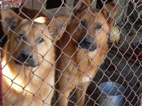 Rodzenstwo-owczarki.jpg - OWCZARKI – RODZEŃSTWO - 2 beautiful, young dogs. They were taken away from the owner, where they were used only to keep watch of big ground and company’s premises. They were fed irregularly. During weekends they had not received food and water at all… One of those 2 dogs is quite aggressive, the second one a little more calm, even a little timid. The dogs need contact with humanto gain their trust. We’re currently raising funds for the de-sexing of the more aggressive brother. There is a big chances that this treatment will make it softer, and could make adoption a possibility.