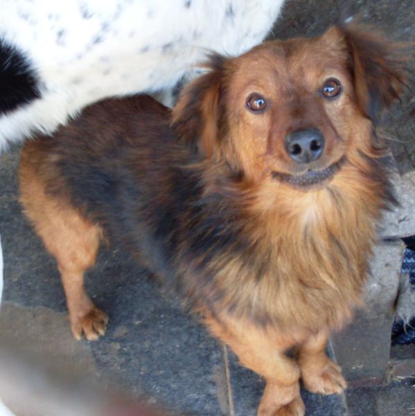 Rudzielec.jpg - RUDZIELEC - very nice (as you can see in the picture), small dog, who will surely bring a lot of joy to a new owner. Rudzielec has a throat tumour. We hope that in spite of his disease, somebody will feel affection for him…