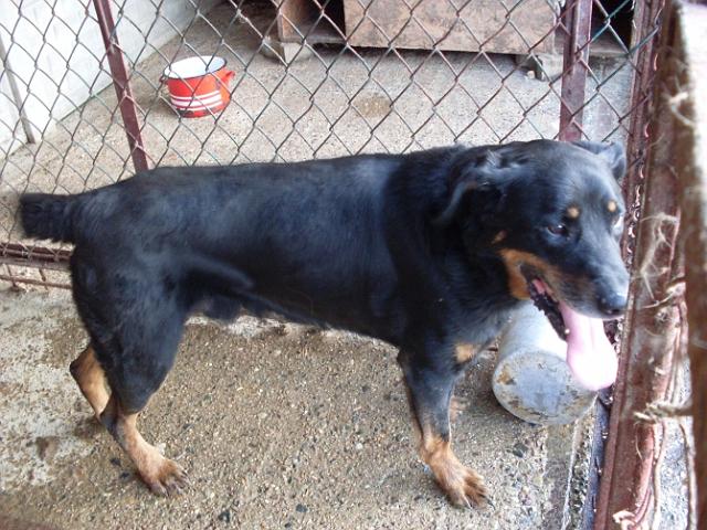 Rufi2.jpg - RUFI2 – young, vigorous, keen-nosed dog. He is similar a little to a Rottweiler . Very friendly to people. In Asylum since August’09.