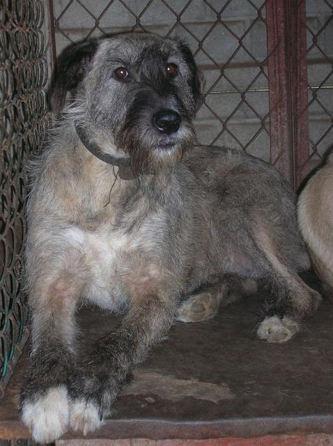 Saba.jpg - Saba - gentle, calm and devoted. She hasn’t given us any problems. She is a few years old. She has been in our Asylum too long… We appeal for someone to give our Sabunia a loving home – she has sad eyes and needs the human company…