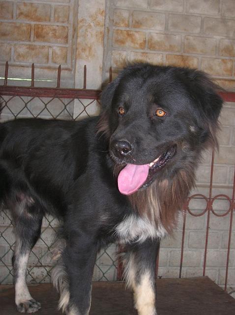 Syberiak.jpg - SYBERIAK - beautiful dog with a big body and the heart of a lion.:) He is a few years old. Syberiak loves to be stroked behind the ear. The only drawback is that Syberiak does not seem to like men… (he growls and becomes unnerved in the presence of males) – he was probably harmed by a man. Except this, he is very nice doggie.:)