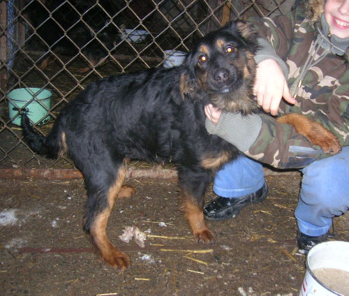 Sylwek.jpg - SYLWEK – jego imię wywodzi się od dnia, a właściwie nocy, kiedy to błąkał się samotnie od drzwi do drzwi. Przełom roku nie był dla niego najszczęśliwszy. Jak widać już ze zdjęcia, jest cudownie uśmiechniętym b. młodym psiakiem. Jest bardzo kochany i ma w sobie dużo uroku. Jest radosny i bardzo przyjazny.