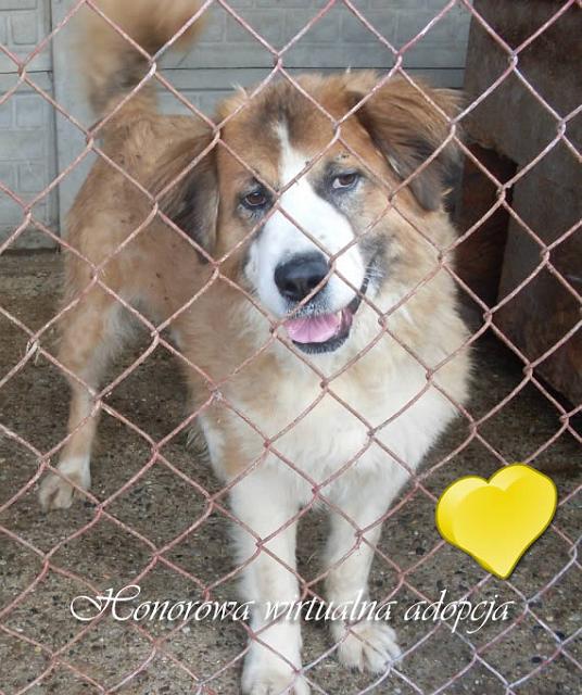 Wiktor.jpg - Wiktor – big dog, looks like St. Bernard’s dog; cheerful. He has a very sad past. He is still a little distrustful. In spite of that it he is well, wags his tail and waits for real a real home.We kindly thank to all who have supported us. We have collected all needed funds for medical treatment of Wiktor. Special thanks to Ms. Olga Miśkiewicz, who covered 2/3 of treatment costs. For such beautiful gesture and great heart we would like to honour her symbolically with the Virtual Adoption of Wiktor. Thank you very much!