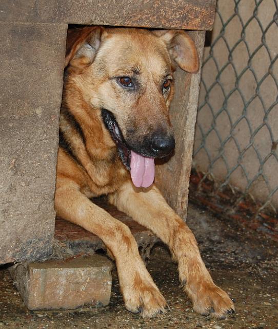 Wilczek.jpg - Wilczek - - tame, keen-nosed dog. He likes other animals and with pleasure would live in a house with a big yard.