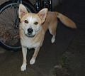 Hari