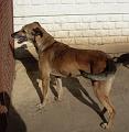 Nordi